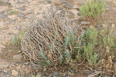 Chamaesphecia anthraciformis