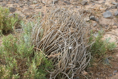 Chamaesphecia anthraciformis