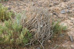 Chamaesphecia anthraciformis