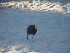 Gallinula tenebrosa