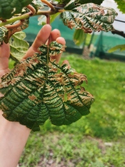 Pseudomonas