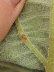 Pseudomonas