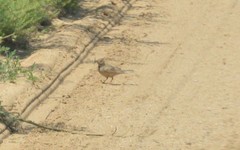 Calandrella dukhunensis