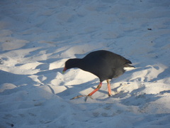 Gallinula tenebrosa