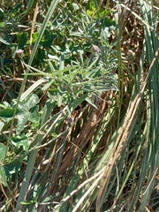 Lippia stoechadifolia