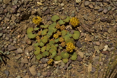 Pozoa coriacea