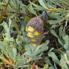 Banksia oreophila