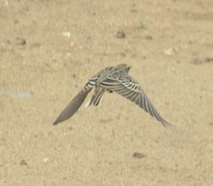 Calandrella dukhunensis