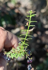 Galium aschenbornii