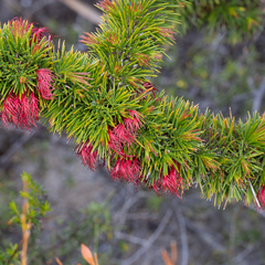 Melaleuca peucophylla