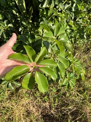 Heptapleurum arboricola