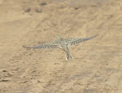 Calandrella dukhunensis