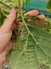 Pseudomonas