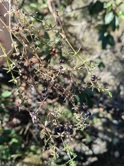 Galium aschenbornii