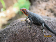Sceloporus pyrocephalus