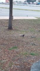 Quiscalus major westoni