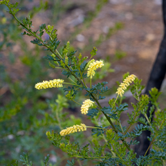 Acacia drummondii
