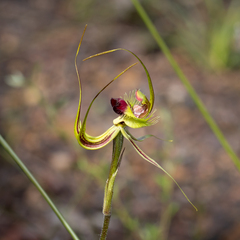 Caladenia lobata