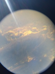 Micropterus floridanus