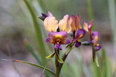 Diuris longifolia