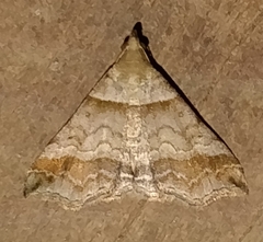 Phalaenophana pyramusalis