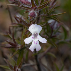 Hemiandra pungens