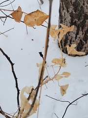 Smilax lasioneura