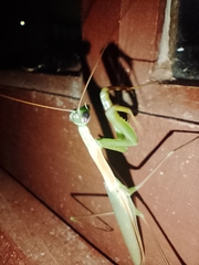 Coptopteryx argentina