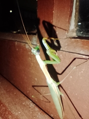 Coptopteryx argentina