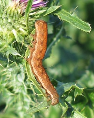 Dypterygia scabriuscula