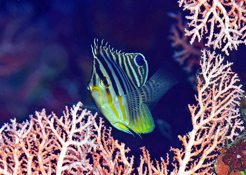 Barred angelfish (Paracentropyge multifasciata) — Pomacanthidae — 2