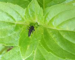 Harmonia axyridis