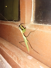 Coptopteryx argentina