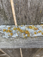 Xanthomendoza fallax