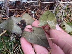 Fallopia cilinodis