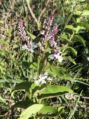 Veronica derwentiana