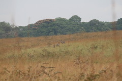 Kobus ellipsiprymnus defassa