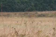 Kobus ellipsiprymnus defassa