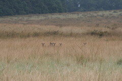 Kobus ellipsiprymnus defassa