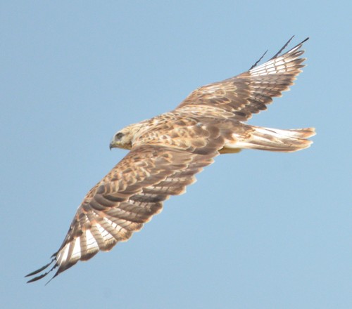 Upland Buzzard