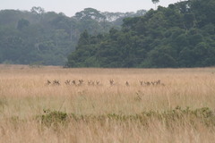 Kobus ellipsiprymnus defassa