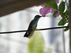 Chrysuronia leucogaster