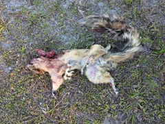 Sciurus niger shermani