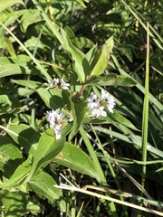 Veronica derwentiana