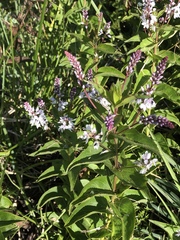 Veronica derwentiana