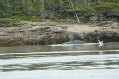 Balaenoptera acutorostrata