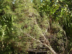 Pinus clausa