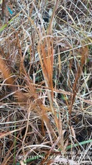 Andropogon gyrans