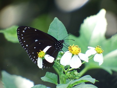 Euploea tulliolus koxinga