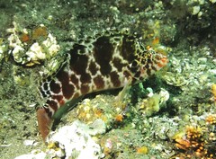 Cirrhitichthys aprinus